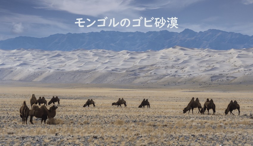 モンゴル ゴビ砂漠 ツアーおすすめと見どころ徹底ガイド