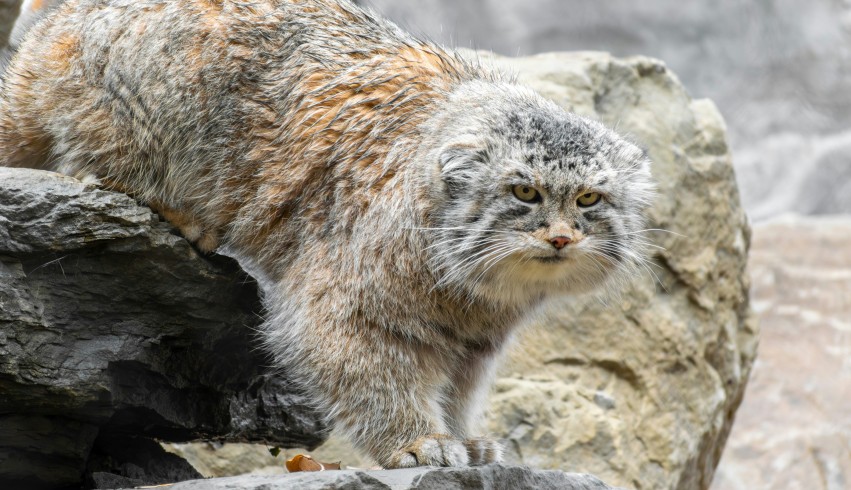 「マヌルネコに会い、鷹狩りを楽しむモンゴル6日間