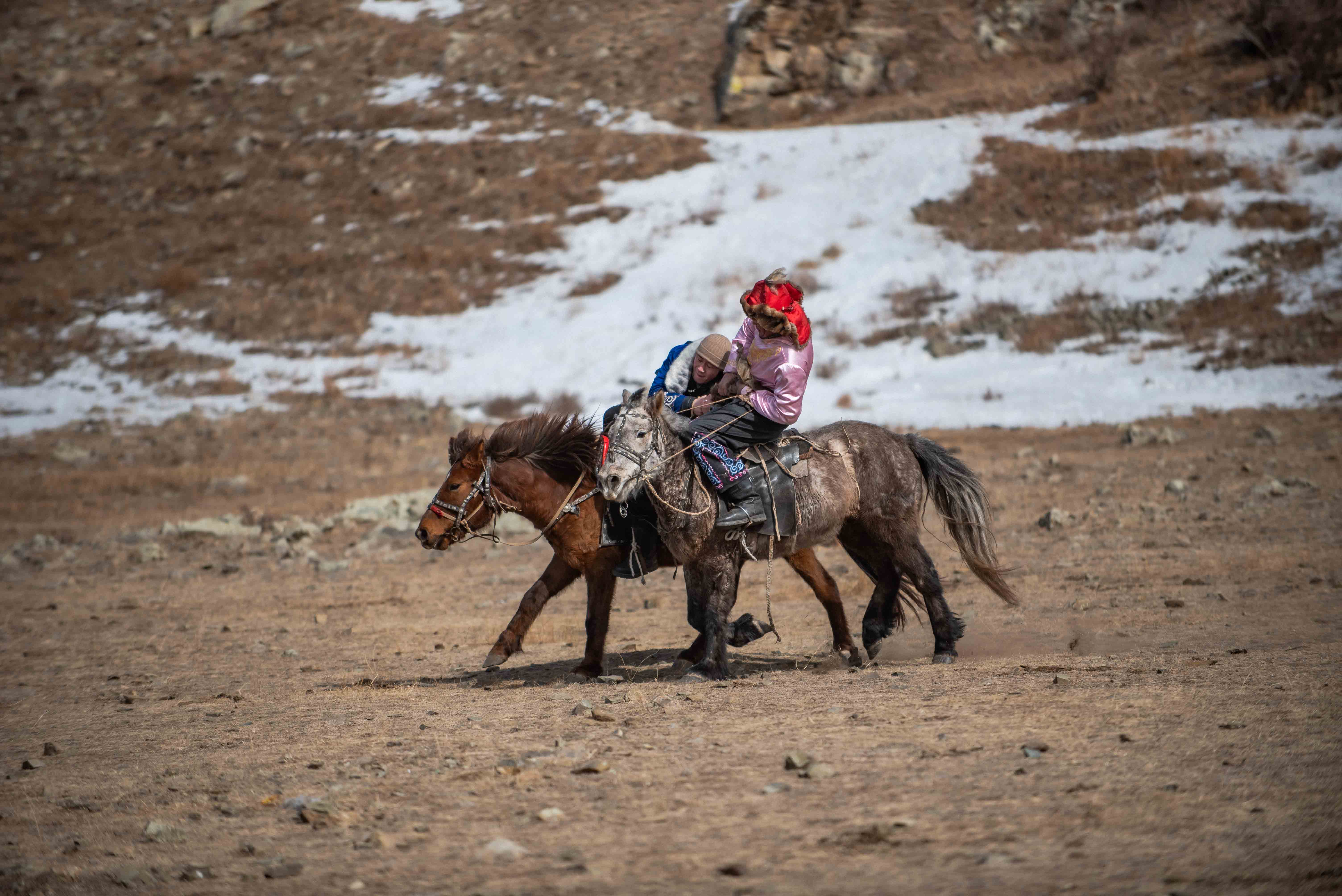 「マヌルネコに会い、鷹狩りを楽しむモンゴル6日間