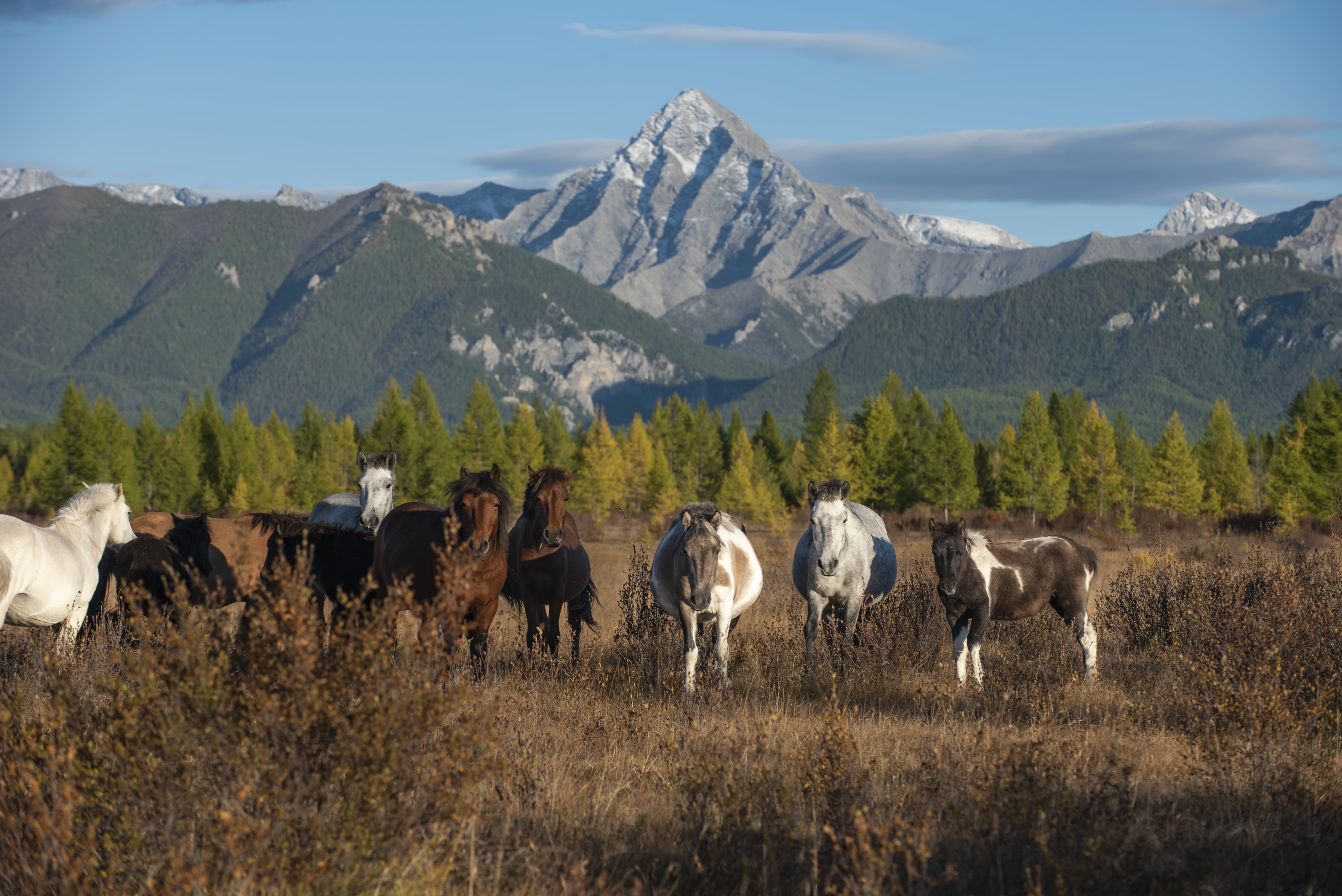 秘境フブスグル湖とムンフ・サルダグ山登頂 9日間