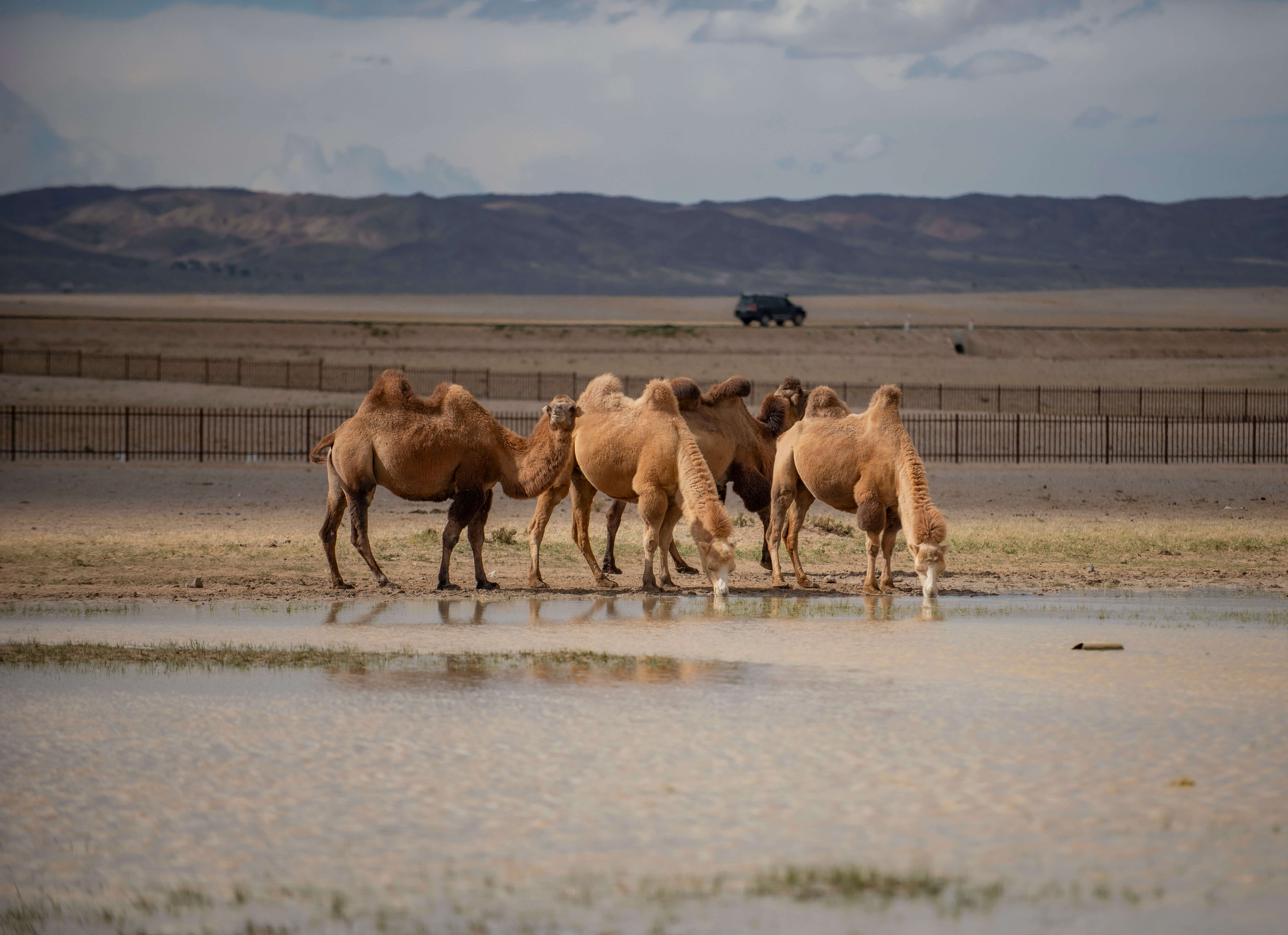 ゴビ砂漠・モンゴル大自然6日間ツアー