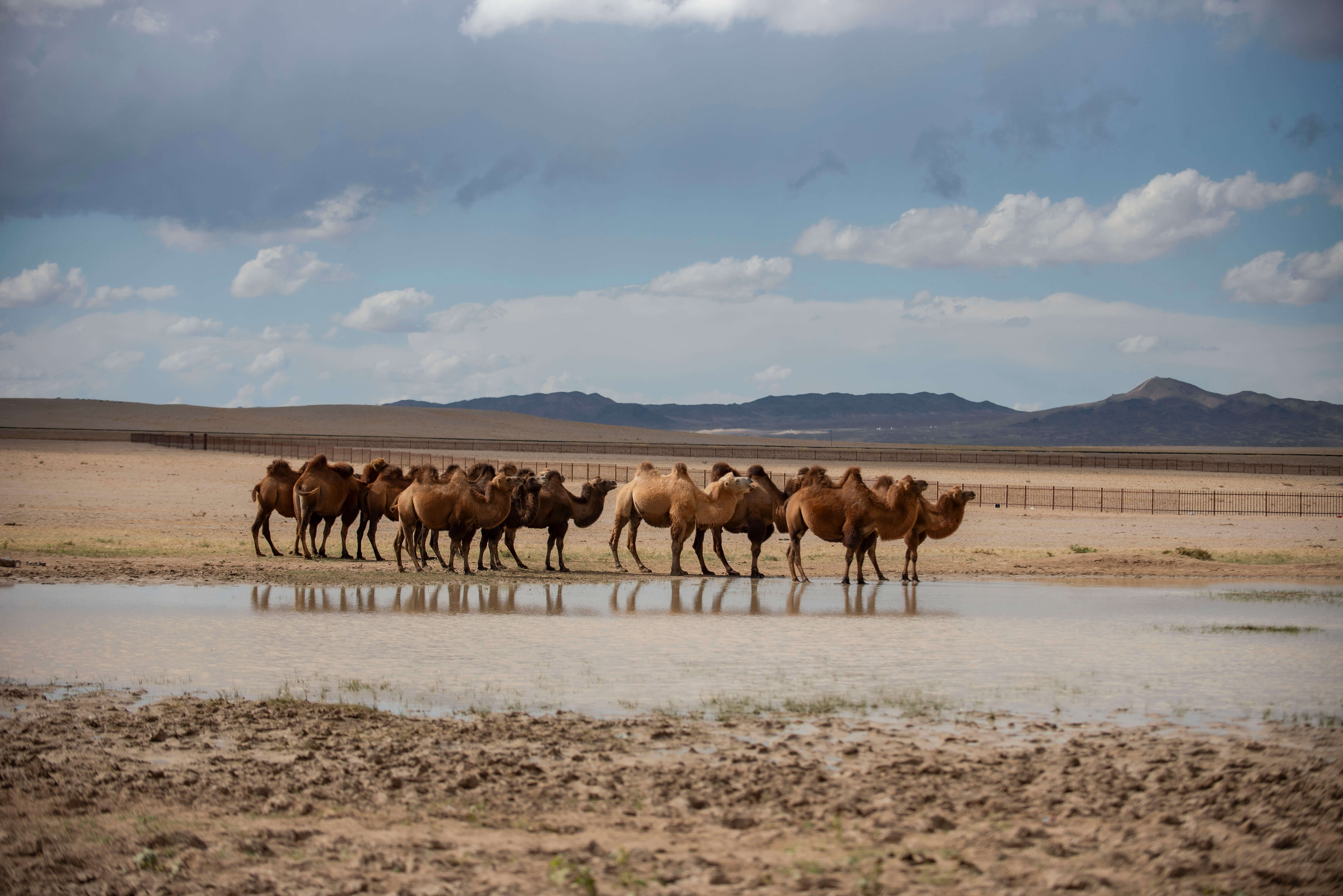 ゴビ砂漠・モンゴル大自然6日間ツアー
