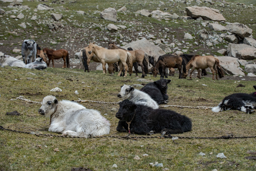 Climbing Mount Khüiten: Altai Tavan Bogd National Park Trek