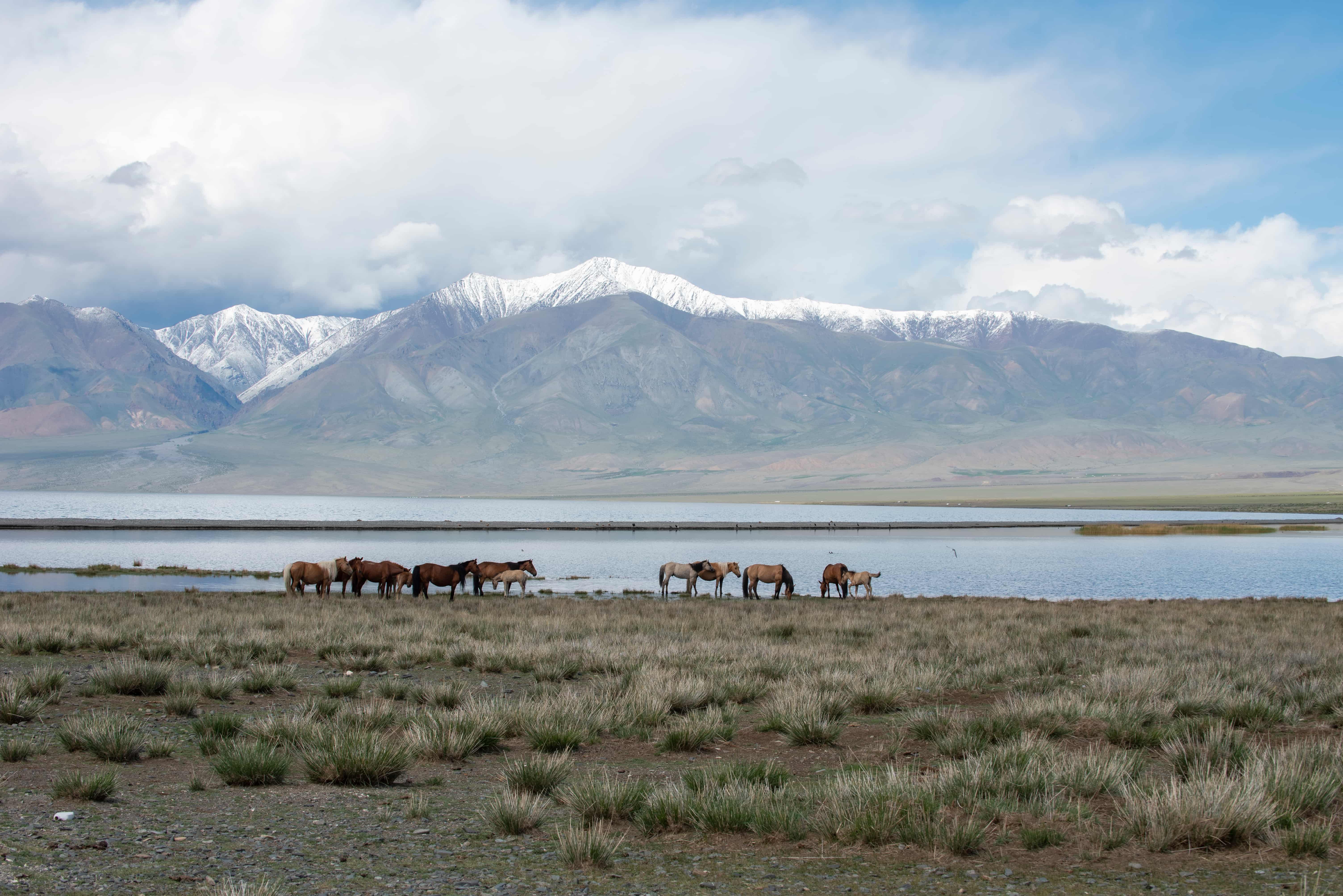 12-Day Expedition to Mt. Deglii Tsagaan or Mt. Must