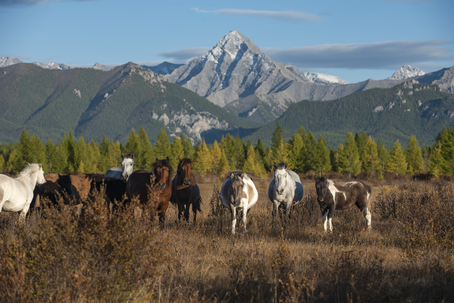 Spirit of the Blue Pearl: Khuvsgul & Reindeer Taiga Expedition