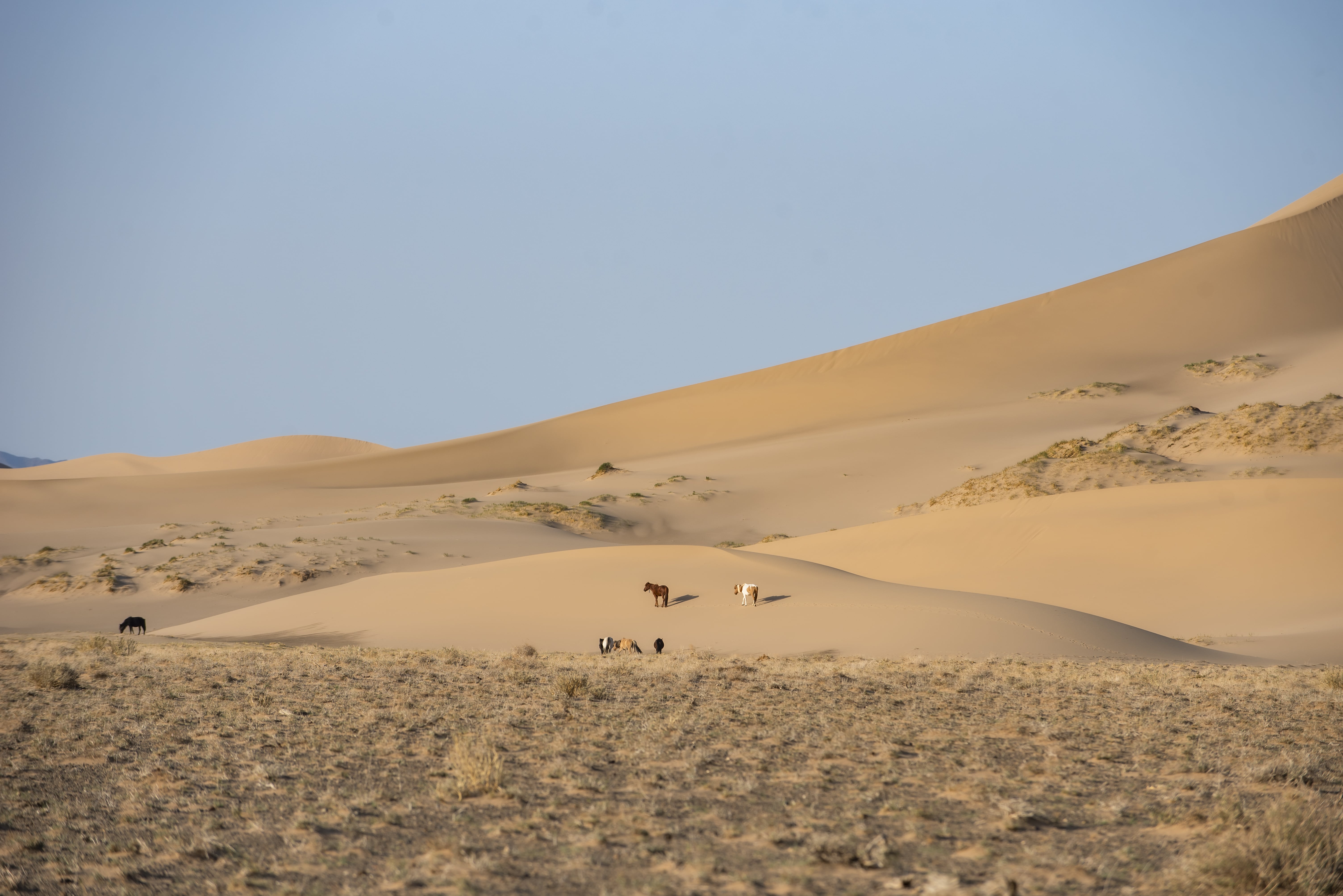 5-Day Gobi Desert Adventure in Mongolia