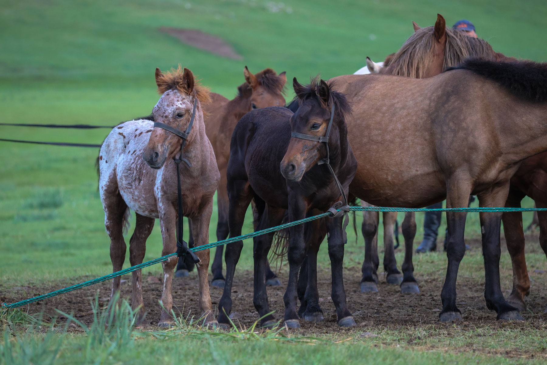 Ancient Nomads, Archaeology & Living Nomadic Culture