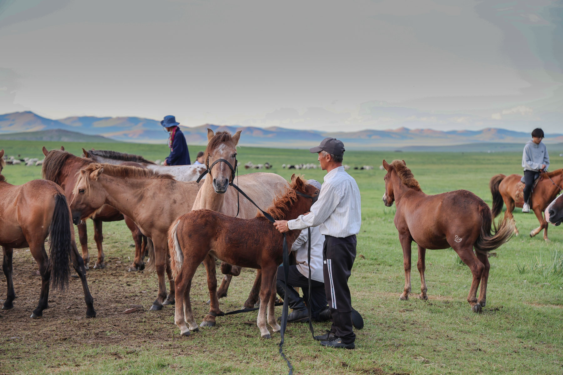 Ancient Nomads, Archaeology & Living Nomadic Culture